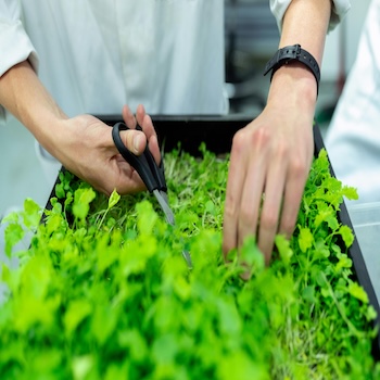 Microgreens Without Surprises – How Production Infrastructure Shapes The Final Result?